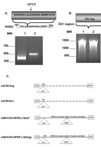 Figure 1. HIV envelope gp41 or Gag genes were genetically incorporated into hexon hypervariable region 2 or adenovirus D E1 region