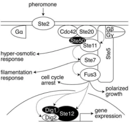 Figure 1. Pheromone induced mating pathway in yeast.