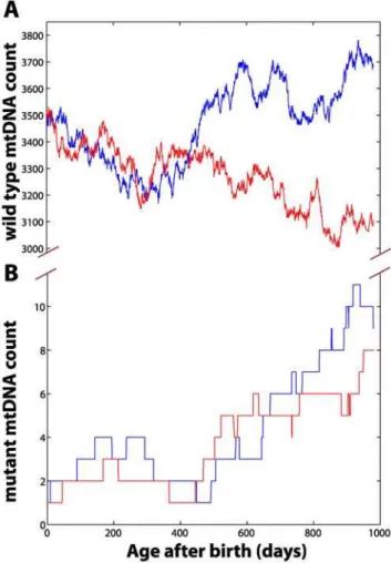 Figure 5. Average mtDNA point mutation frequencies in WT and POLG mutator mice. The variances in the in silico mouse data represent the intrinsic stochasticity only (without the RMC sampling variability).