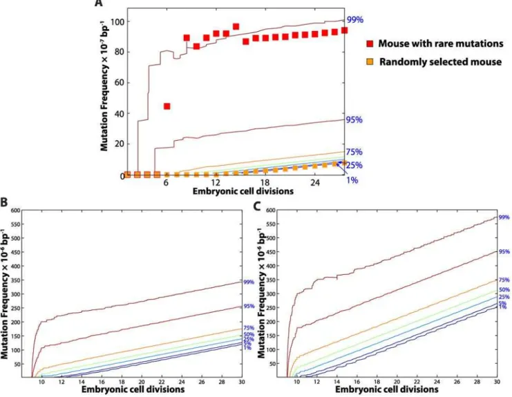 Figure 6. Mitochondrial DNA point mutation during mouse development. Expansion of mtDNA point mutations during heart tissue development from in silico wild-type (A), POLG +/mut (B) and POLG mut/mut mice (C) population (n = 1,100)