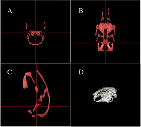 Fig. 1. Multiplanar reconstruction view of the bone threshold process using a range of 0 Hounsfield units (HU) – max HU, following initial soft tissue removal