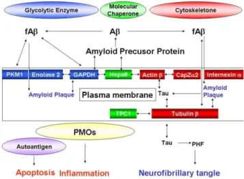 Table 3. Regions homologous to the binding site of 15d-PGJ 2