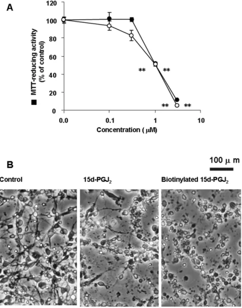 Table 1. Comparison of the specific binding sites for [ 3 H]15d-PGJ 2 in plasma membranes to authentic receptors, DP1 and DP2.