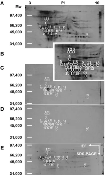 Figure 7. Identification of biotinylated 15d-PGJ 2 -modified proteins in the plasma membrane of cortical neurons