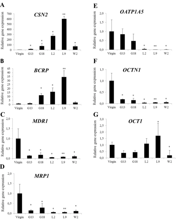 Fig 1. Relative gene expression of CSN2 and transporters (A-G) in the mammary gland of mice