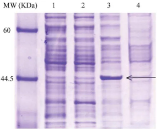Figure 6. SDS-PAGE analysis of HvBT1 protein. Escherichia coli C43 and rosetta2 strains harboring the original (org) or the optimized (opc) ORF of HvBT1 were grown in 2xYT liquid media supplied with IPTG (0.5 mM final concentration)