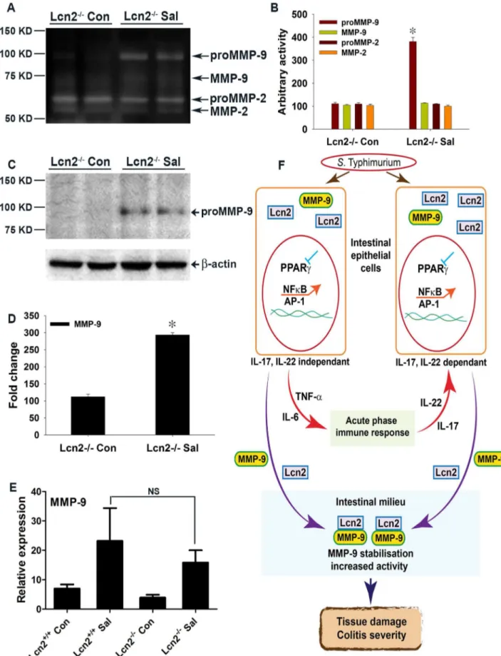 Figure 7. Mechanism of S. Typhimurium-induced intestinal damage during colitis. (A) Secretion of MMP-9 and MMP-2 in the colons of mock (Con)- or S