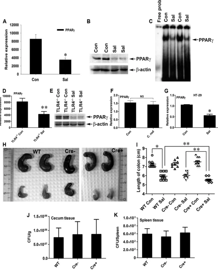 Figure 1. S. Typhimurium down-regulates PPARc while inducing colitis in C57BL/6 mice. (A, B, and C) Groups of 8–10-week-old streptomycin-pretreated C57BL/6 mice were mock- (Con) or S