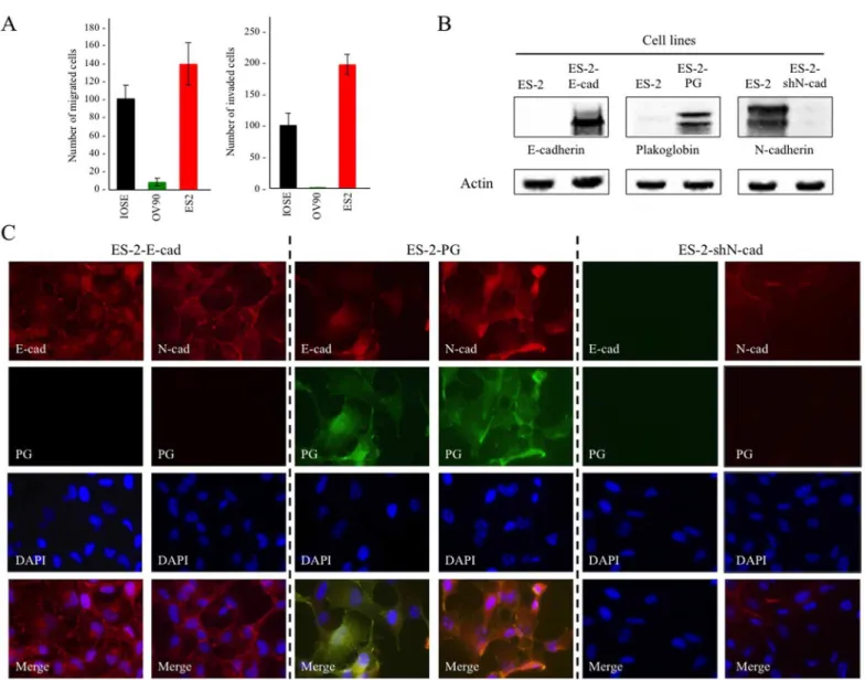 Fig 3. (A) Migration (Left) and invasion (Right) of IOSE-364, OV-90, ES-2 cells. Cultures were processed for in vitro migration and invasion assays as described in Materials and Methods