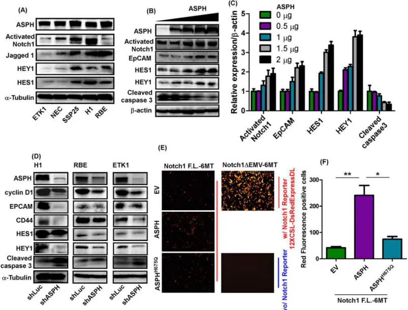 Fig 2. ASPH modulated Notch signaling in CCA cells. (A) Protein expression levels of ASPH, activated Notch1, JAG1, HEY1, and HES1 in 5 CCA cell lines