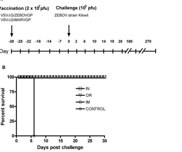 Figure 1. Survival of vaccinated cynomolgus macaques. A) Flow chart of experimental design