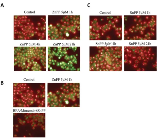 Fig 6. ZnPP enhances lysosome membrane permeability. A2780 cells were treated with 5 μM ZnPP (A) or 5 μM SnPP (B) for 1, 4 or 21 hours
