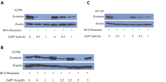 Fig 7. The BFA/Monensin cocktail attenuates ZnPP induced suppression of β-catenin expression