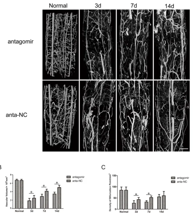 Fig 9. 3D vascular morphologic changes and quantitative analysis after injury in vivo