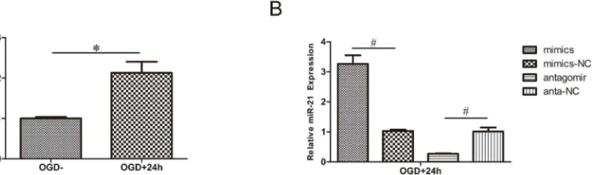 Fig 1. Regulation of miR-21 expression in HUVECs. (A) miR-21 expression of HUVECs exposed to 4 h OGD and recovered for 24 h increased