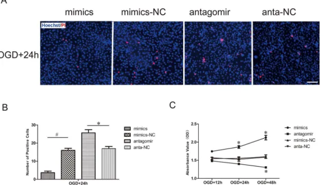 Fig 2. Effect of miR-21 on HUVEC death and viability. (A) Detection of HUVEC death transfected with miR-21 mimics, miR-21 mimic negative control, antagomir-21 or antagomir-21 negative control and then exposed to OGD by Hoechst/PI staining
