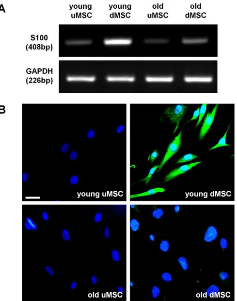 Figure 1. S100 expression in differentiated mesenchymal stem cells. (A) RT-PCR analysis of S100 from undifferentiated MSC (uMSC) and differentiated MSC (dMSC) harvested from young and old donors at early passage