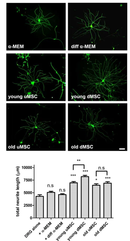 Figure 2. Mesenchymal stem cells enhance neurite outgrowth of co-cultured DRG neurons