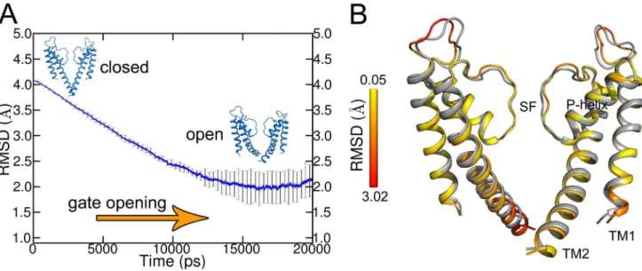 Figure 2. Pore radius profiles derived from backbone atoms of channel states. A) 3D representation of the pore domain depicting the HOLE profile