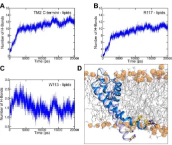 Figure 6. Lipid interactions of TM2 helices during activation gate opening. A) Average number of H-bonds between H-bond forming residues (W113 and R117) of the C-terminal TM2 helices and lipid head groups was measured over time