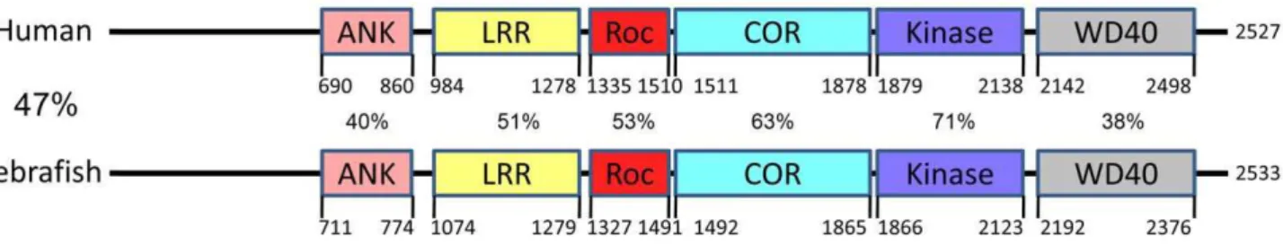 Figure 2. Conservation of amino acid sequences and functional domains of LRRK2 between zebrafish and human.