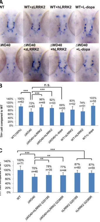 Figure 5. WISH Analysis of the loss of TH + cell in WD40 morphant and its rescue by over-expressing wild-type zLRRK2 or hLRRK2 as well as hLRRK2 mutant alleles