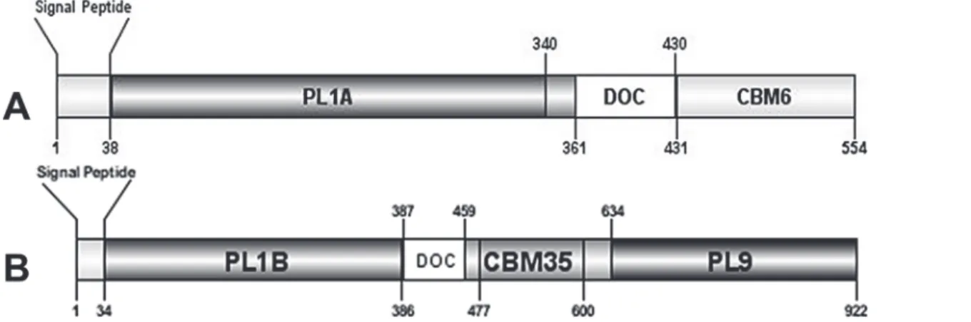 Figure 1. Molecular architecture of modular (A) protein sequence with accession no. ABN54148.1 that comprises of N-terminal PL1A catalytic domain, followed by DOC, type-I dockerin and C terminal CBM6 binding domain