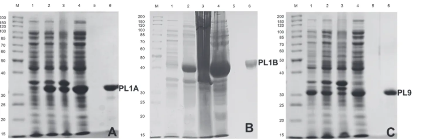 Figure 3. Hyper-expression and purification of PL1A, PL1B and PL9 using E. coli BL21 (DE3) cells