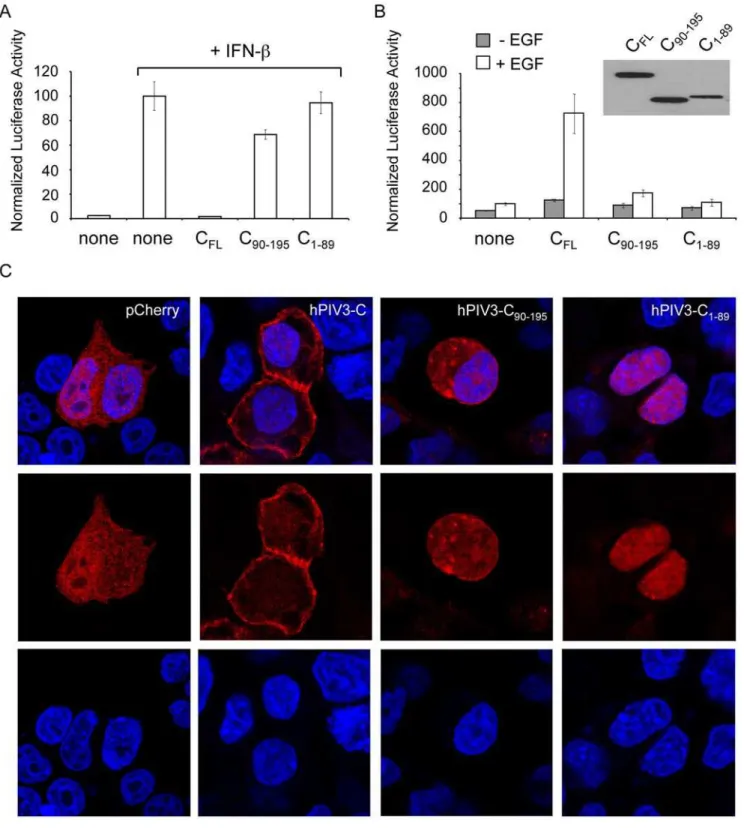 Figure 8. Full-length hPIV3-C is required to modulate IFN-a/b and EGF signaling. (A and B) hPIV3-C 90-195 and hPIV3-C 1-89 were tested for their ability to modulate IFN-a/b or EGF signaling