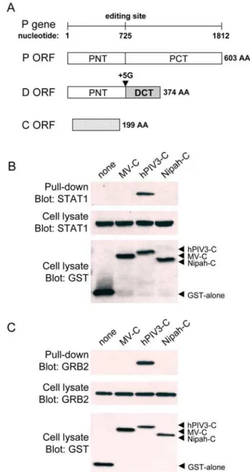 Figure 1. hPIV3-C interacts with endogenous STAT1 and GRB2.