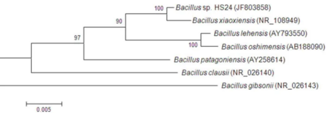 Fig. 1. Neighbour-joining phylogenetic tree generated by analysing near complete 16S rRNA gene sequences of Bacillus sp