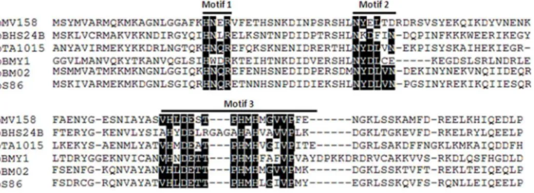 Fig. 4. Alignment of pBHS24B and selected pMV158-superfamily relaxases. pS86, Enterococcus faecalis; pBM02, Lactococcus lactis; pBMY1, Bacillus mycoides; pTA1015, Bacillus subtilis; pMV158, Streptococcus agalactiae