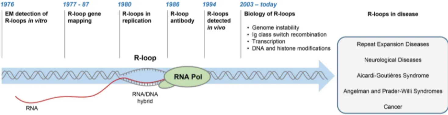 Figure 1. History of R-loop research. The diagram depicts major developments in the R-loop field and diseases associated with R-loop dysregulation.