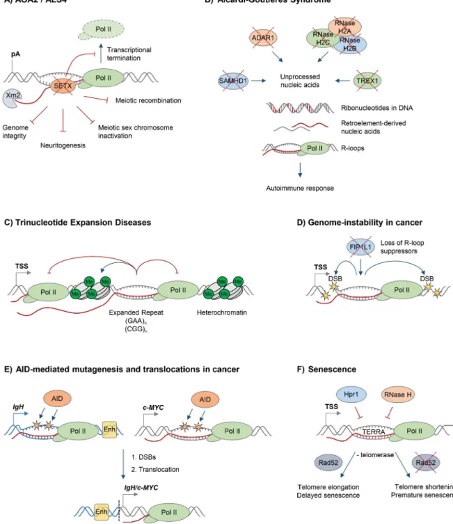 Figure 2. R-loops and human diseases. The diagram depicts the role of R-loops in human diseases