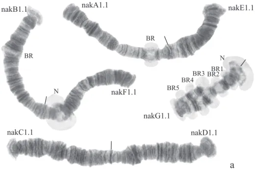 Figure 3a. Karyotype of Chironomus sp. Nakuru. he designations are the same as in Fig