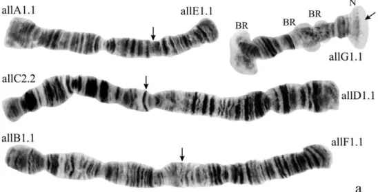 Figure 1a. Karyotype of Chironomus alluaudi. In this and all other Figures: allA1.1, alle1.1 etc