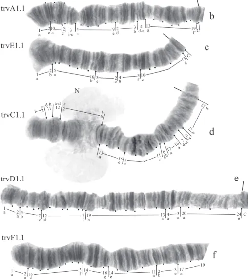 Figure 2b-f. Homozygous banding sequences of Chironomus transvaalensis in arms A, E, C, D and F.