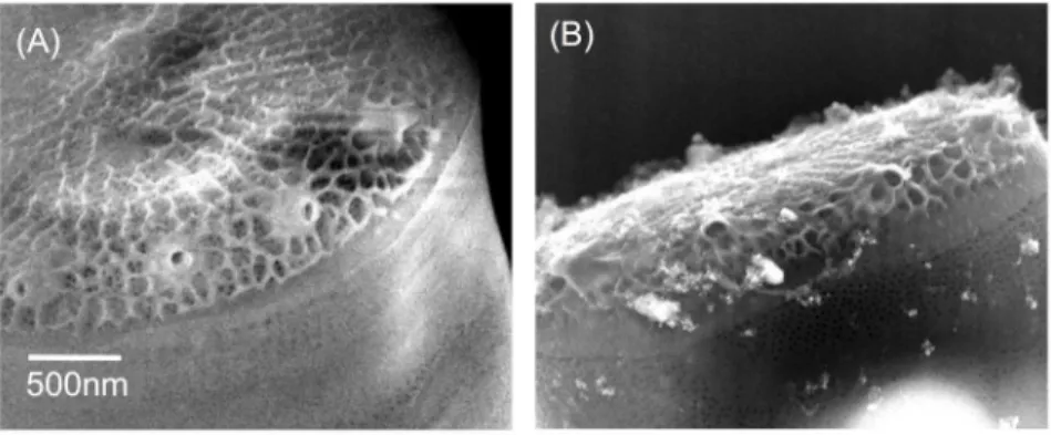 Figure 2. Scanning electron microscope images of a diatom exposed to AgNPs using the signal from the surface (A) and in transmission (B)