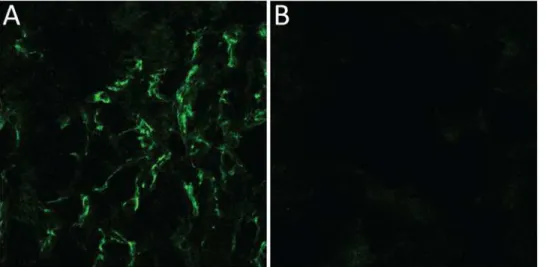 Fig 7. Immunofluorescence picture of murine kidney sections. (A) Anti-Meprin β antibody was used to detect the protease, visualised by fluorescence detection at 488 nm