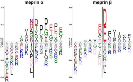 Fig 1. The most common amino acids around the cleavage sites of both meprin α and β. The size of the one letter code of the amino acid represents the frequency of that amino acid in that particular position