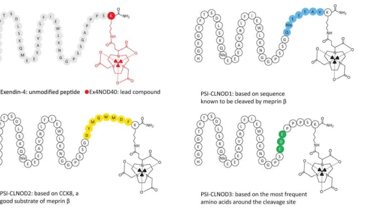 Fig 2. Graphical representation of exendin-4 and its derivatives. The linkers are highlighted in different colours.