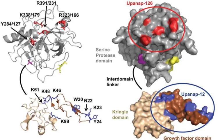 Fig 2. Aptamer binding sites displayed on the three-dimensional structure of pro-uPA in cartoon (left) and surface (right) presentation