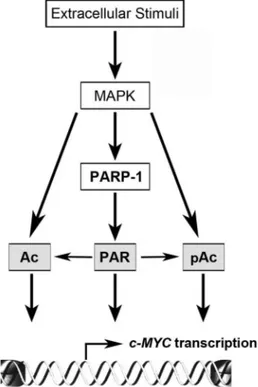 Figure 7. Schematic model of the functional relationship between poly(ADP-ribosyl)ation and histone modifications at c-MYC promoter