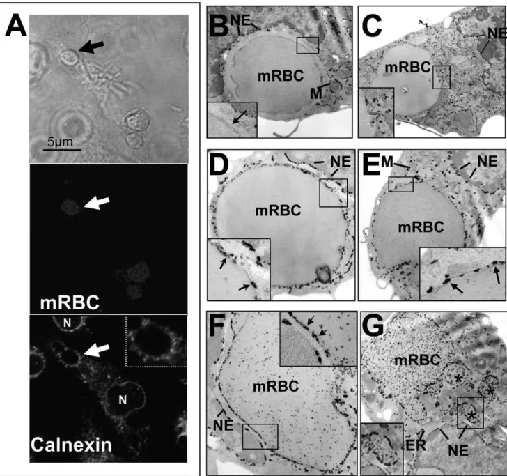 Figure 4. Endoplasmic reticulum and erythrophagocytosis. BMDM were incubated with mouse artificially aged erythrocytes (mRBC) for 15 (A) to 30 min (B–G) and were processed either for calnexin fluorescence labeling (A) or G6Pase activity for EM analysis (B–