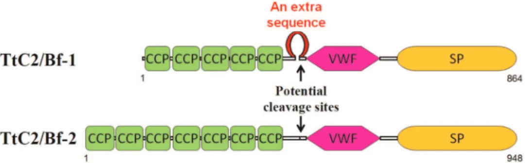Figure 1. Schematic domain structures of TtC2/Bf-1 and TtC2/Bf-2. CCP, complement control protein domain; VWF, von Willebrand factor domain; SP, serine protease domain.