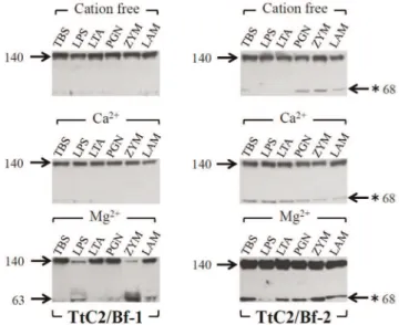 Figure 5. PAMPs-induced activation of TtC2/Bf-1 and TtC2/Bf- TtC2/Bf-2. Pathogen-associated molecular patterns (PAMPs) were incubated with 20 ml of dialyzed HDP at 37uC for 30 min in the presence or absence of cations and then subjected to Western blotting