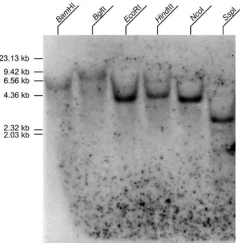 Figure 4. Ba-CaM mRNA expression levels in different develop- develop-mental stages of B