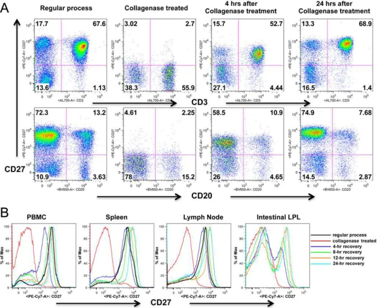 Fig 3. CD27 expression recovers on lymphocytes following treatment with collagenase. (A) Dot plots show collagenase treated PBMCs lose surface CD27 expression, but expression is almost entirely recovered after 4, and entirely recovered after 24 hrs rest / 