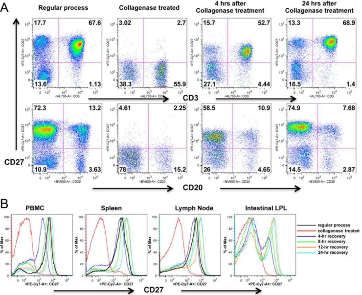 Fig 3. CD27 expression recovers on lymphocytes following treatment with collagenase. (A) Dot plots show collagenase treated PBMCs lose surface CD27 expression, but expression is almost entirely recovered after 4, and entirely recovered after 24 hrs rest / 