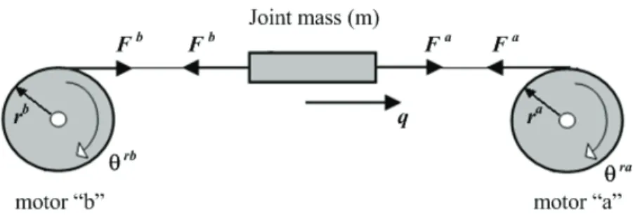 Fig. 2 – Agonist-antagonist drive applied to a single joint,  linear and noncompliant system